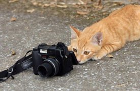 В эти выходные на улицы Тулы выйдут фотоохотники