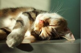 Чем туляков порадует погода сегодня?