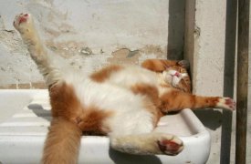 Солнечный свет пролился на Тулу