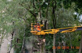 В Пролетарском районе кронировали деревья