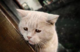 В выходные туляков ждёт депрессивно-осенняя погода