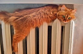В шести домах Тулы котики уже спят на теплой батарее