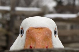 Туляков приглашают посмотреть на одну картину