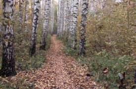 В веневском лесу обнаружили труп мужчины