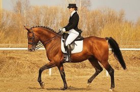 В Туле пройдут конные соревнования по выездке
