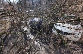 Сильный ветер повалил дерево в Туле