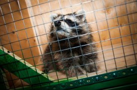 Енотик из тульской кальянной пронзает посетителей жалким видом