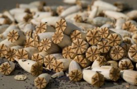 За употребление маковой соломы житель Белева переселится в тюрьму