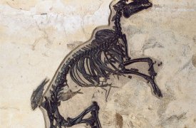 Лошадь. Equus. Hippos. Что это? Узнаете на Куликовом поле