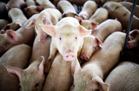 Белевский суд приостановил деятельность свиноводства в следственном изоляторе