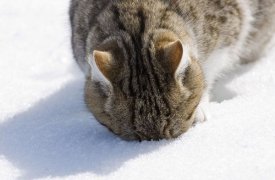 Погода в Туле 2 ноября. Снега не будет