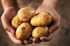 Несмотря на гибель зернобобовых культур и картофеля, Тула голодной не останется