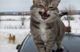 В Туле -5°, ветер и гололед