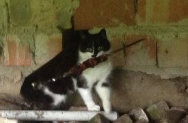 Житель Ясногорска украл с дачи шампуры и телевизор