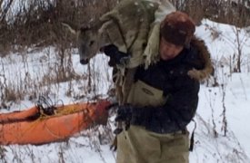 Спасатели вытащили застрявшую в ледяной Оке косулю