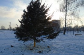 В Туле устанавливают новогодние елки