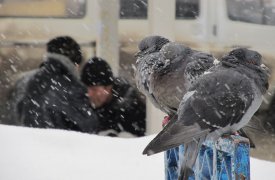 Погода в Туле 11 января. Днем -10