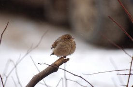 Погода в Туле 24 января. К ночи резко похолодает