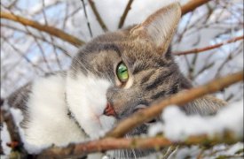 На Сретение туляков порадует лёгкий морозец