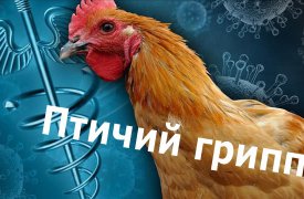 Как тулякам избежать птичьего гриппа?