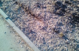 Приезжайте в Тулу по бычкам гулять!