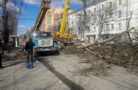 В Туле удаляют аварийные и сухостойные деревья