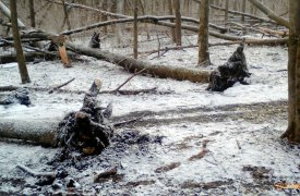 Последствия стихии: на Косой Горе деревья вырвало с корнем