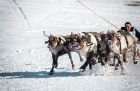 В краю, где пасутся олени…