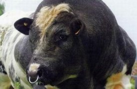 В Ясногорске свободолюбивый бык насадил на рога мужчину