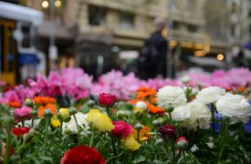 К лету Тула превратится в цветущий сад