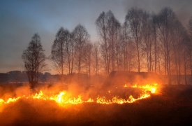 С начала апреля в Тульской области оштрафовали 42 поджигателя травы