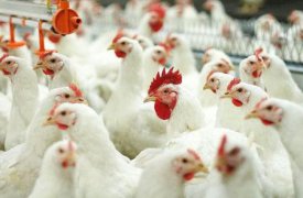 На заокской птицефабрике выявили грубые нарушения