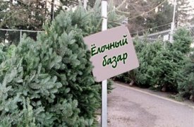 В Туле откроются 32 елочных базара