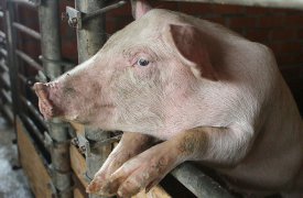 Житель Тульской области украл и разделал на мясо чужую свинью