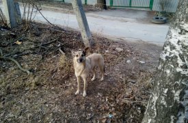 Что происходит в Туле в пятницу: собака «троллит» ежа