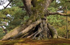 Тульская область впервые примет участие во Всероссийской программе «Деревья – памятники живой природы»