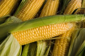 Под Тулой изъяли 4 тонны опасной кукурузы