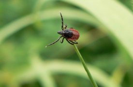 В Тульской области от укусов клещей пострадали 229 человек