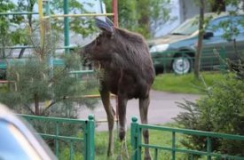 В Тульской области осудят мужчину за убийство лося