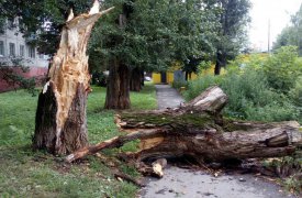 Последствие сильной ночной грозы в Туле убирают до сих пор