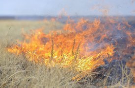 В районах Тульской области ожидается высокий уровень пожароопасности