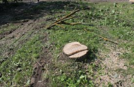 В Туле незаконно вырубили 50 деревьев