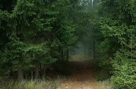Туляков приглашают поучаствовать в восстановлении яснополянских лесов