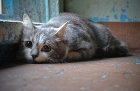 Погода в Туле в пятницу, 13: мрачно и дождливо