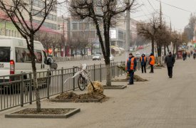 В Туле высадили кустарники на проспекте Ленина