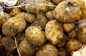 Тульский фермер загрязнял землю гнилым картофелем