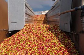 Тульское предприятие попыталось скрыть 20 тонн заражённых яблок