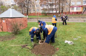 В Туле в Зареченском округе высадили 15 саженцев красного клена