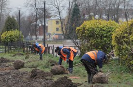 В Туле на Кирова посадили саженцы краснолистного клена