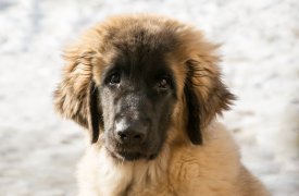 По факту жестокого убийства и обезглавливания собаки возбуждено уголовное дело